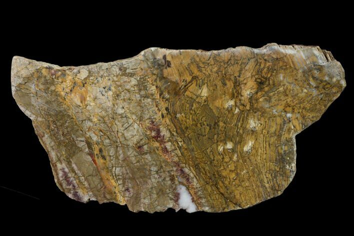Polished Neoarchean Stromatolite Fossil - Western Australia #150690